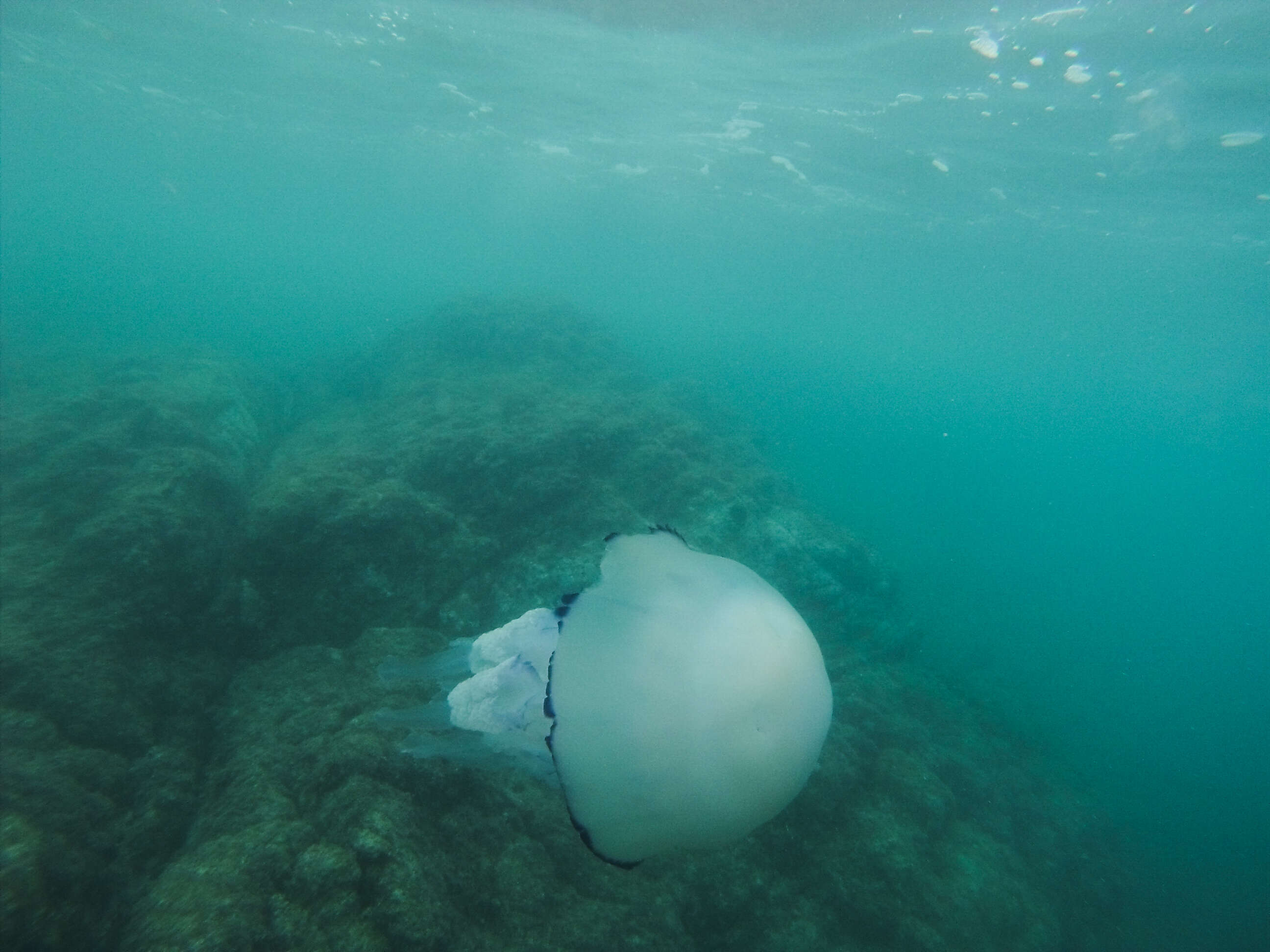 Image of barrel jellyfish