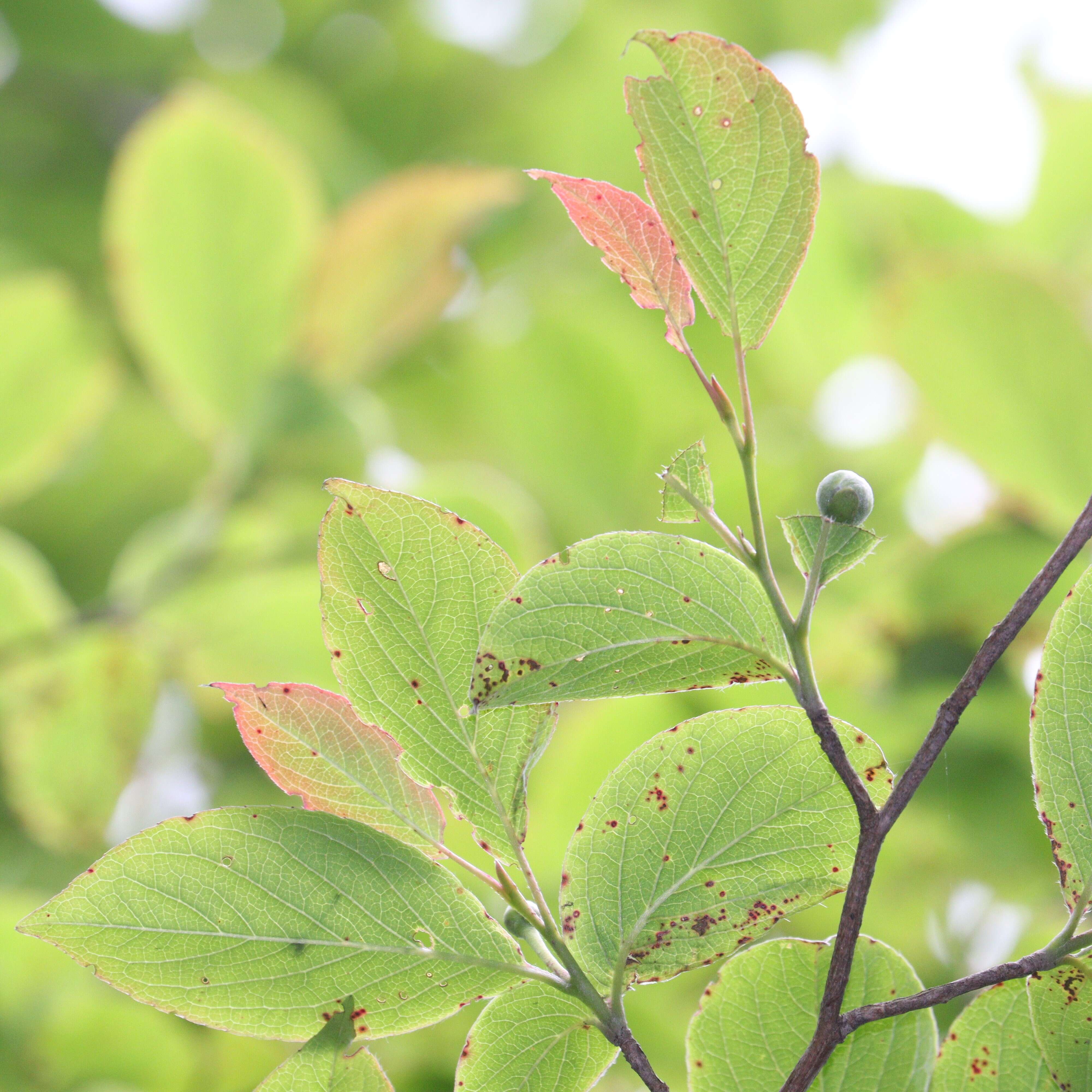 Imagem de Stewartia pseudocamellia Maxim.