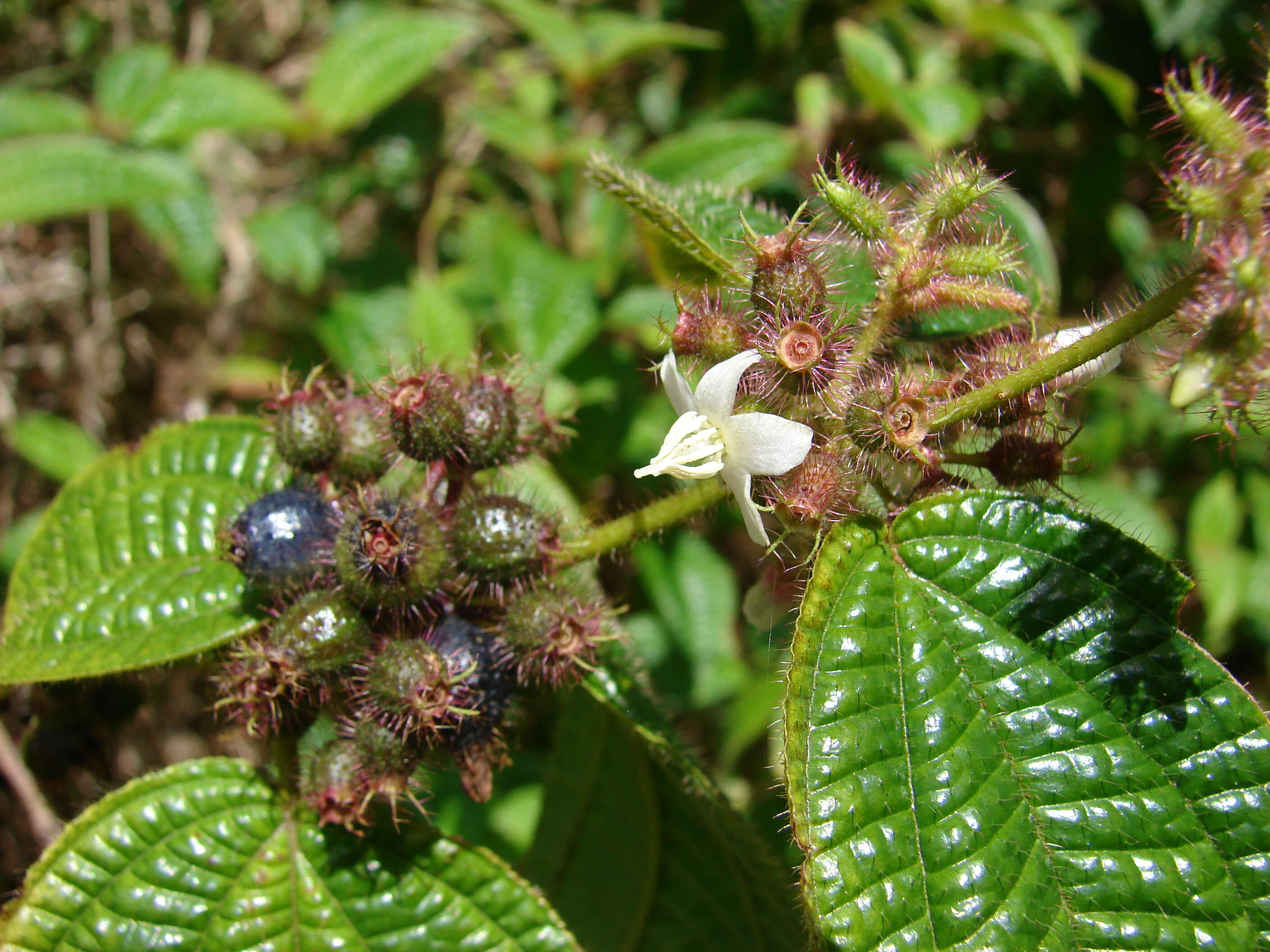 Image of soapbush