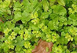 Plancia ëd Chrysosplenium oppositifolium L.