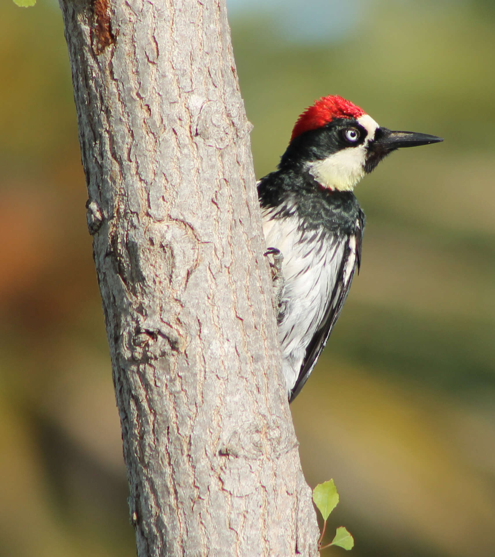 Image of Acorn Woodpecker