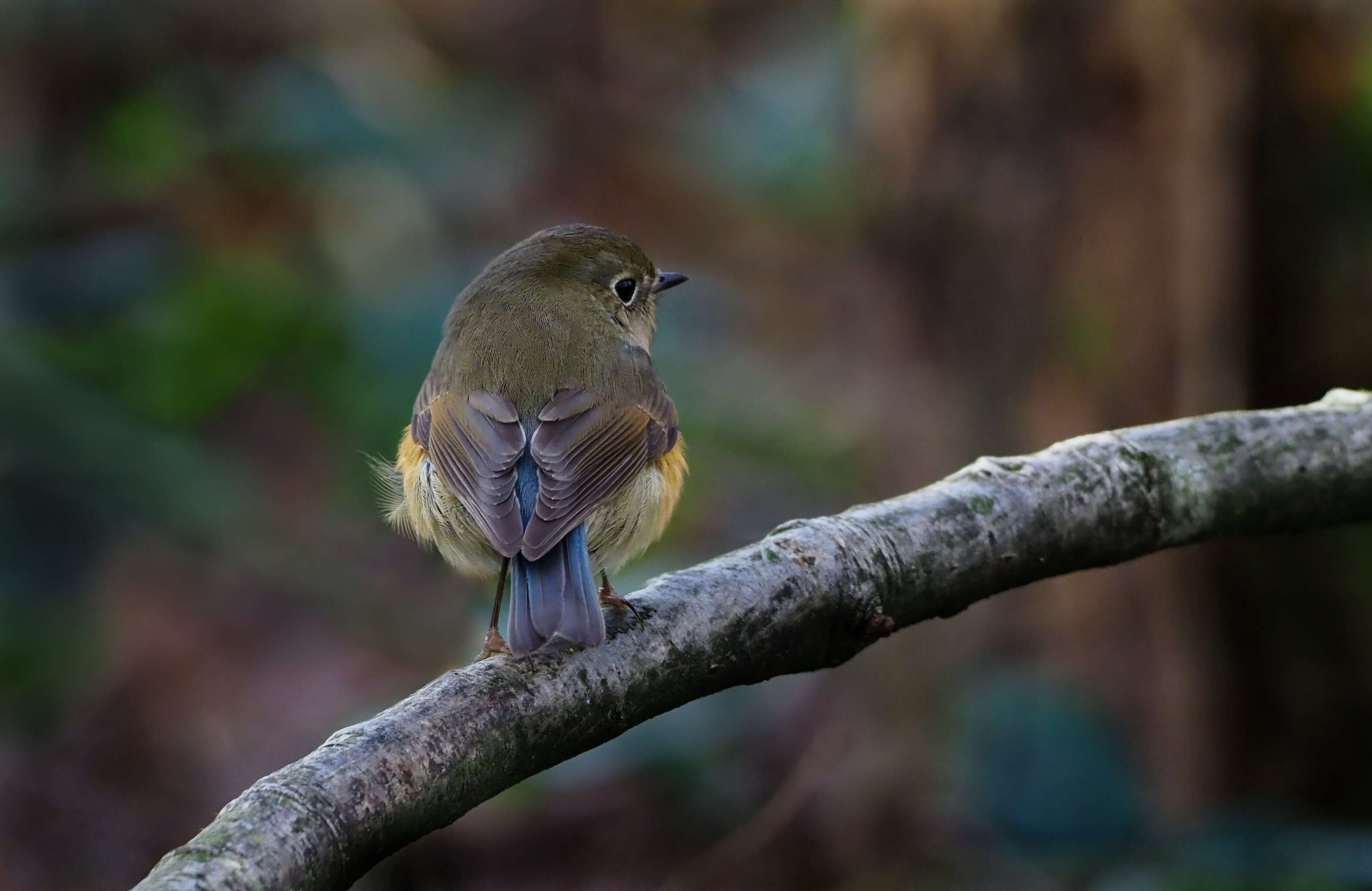 Image of Orange-flanked Bush-Robin