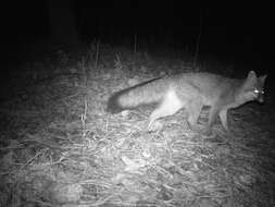 Image of Grey Foxes