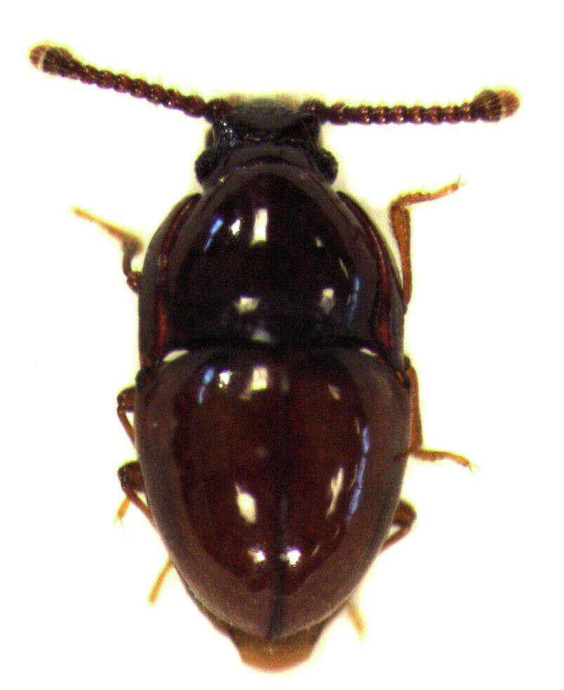 Image of silken fungus beetles