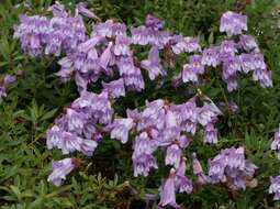 Слика од Penstemon fruticosus (Pursh) Greene