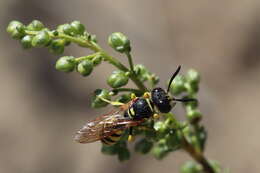 Imagem de Philanthus triangulum (Fabricius 1775)