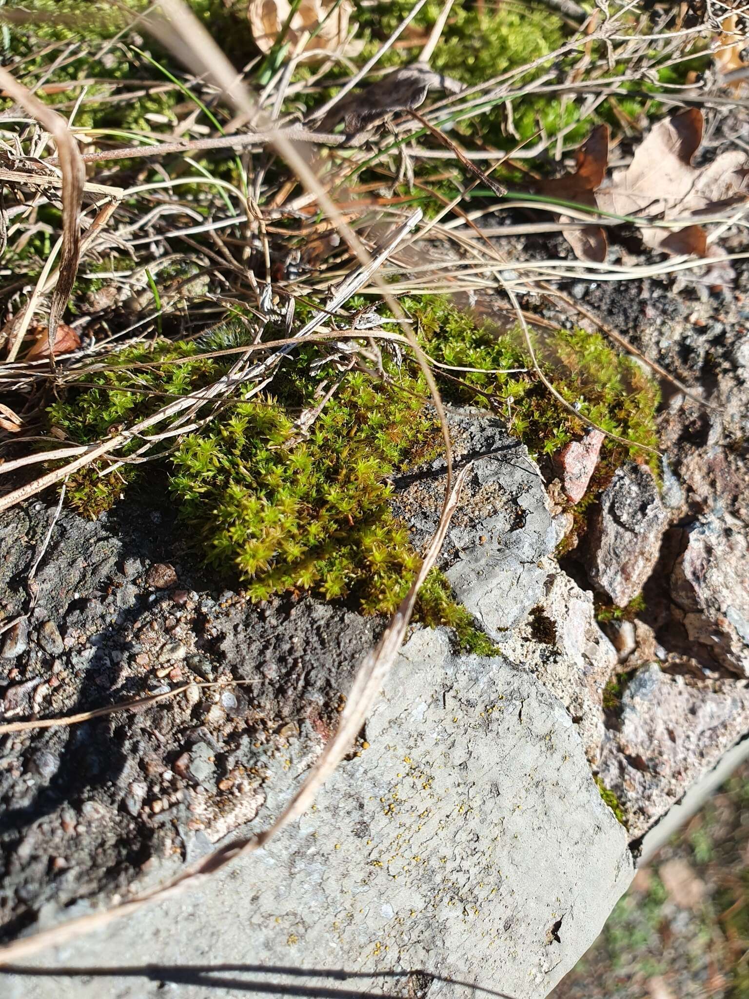 Image of great hairy screw-moss