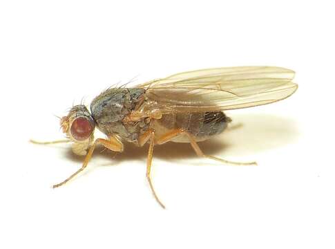 Image of Pomace fly