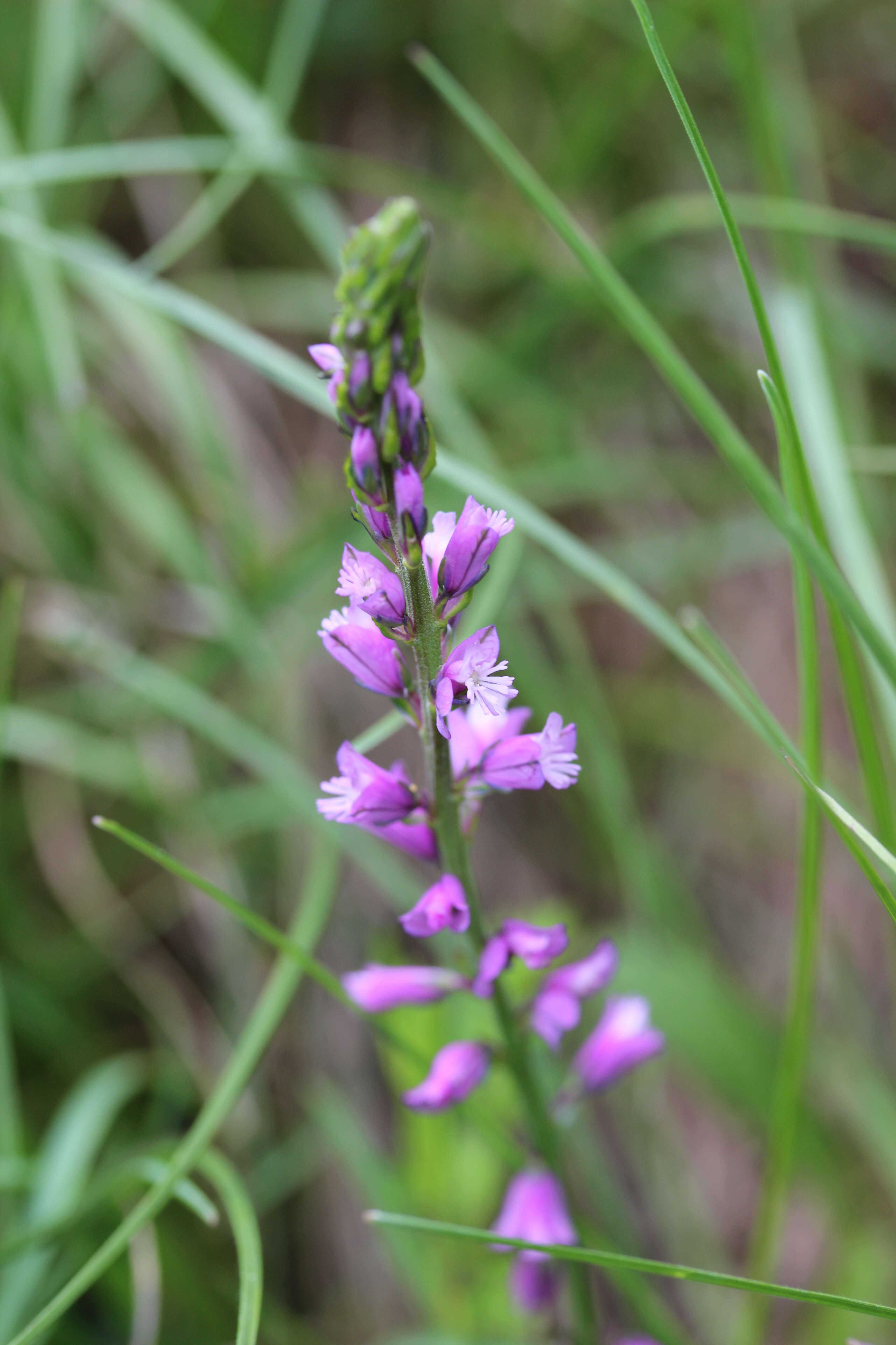 Image of tufted milkwort