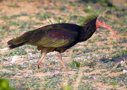 Image of Bald Ibis