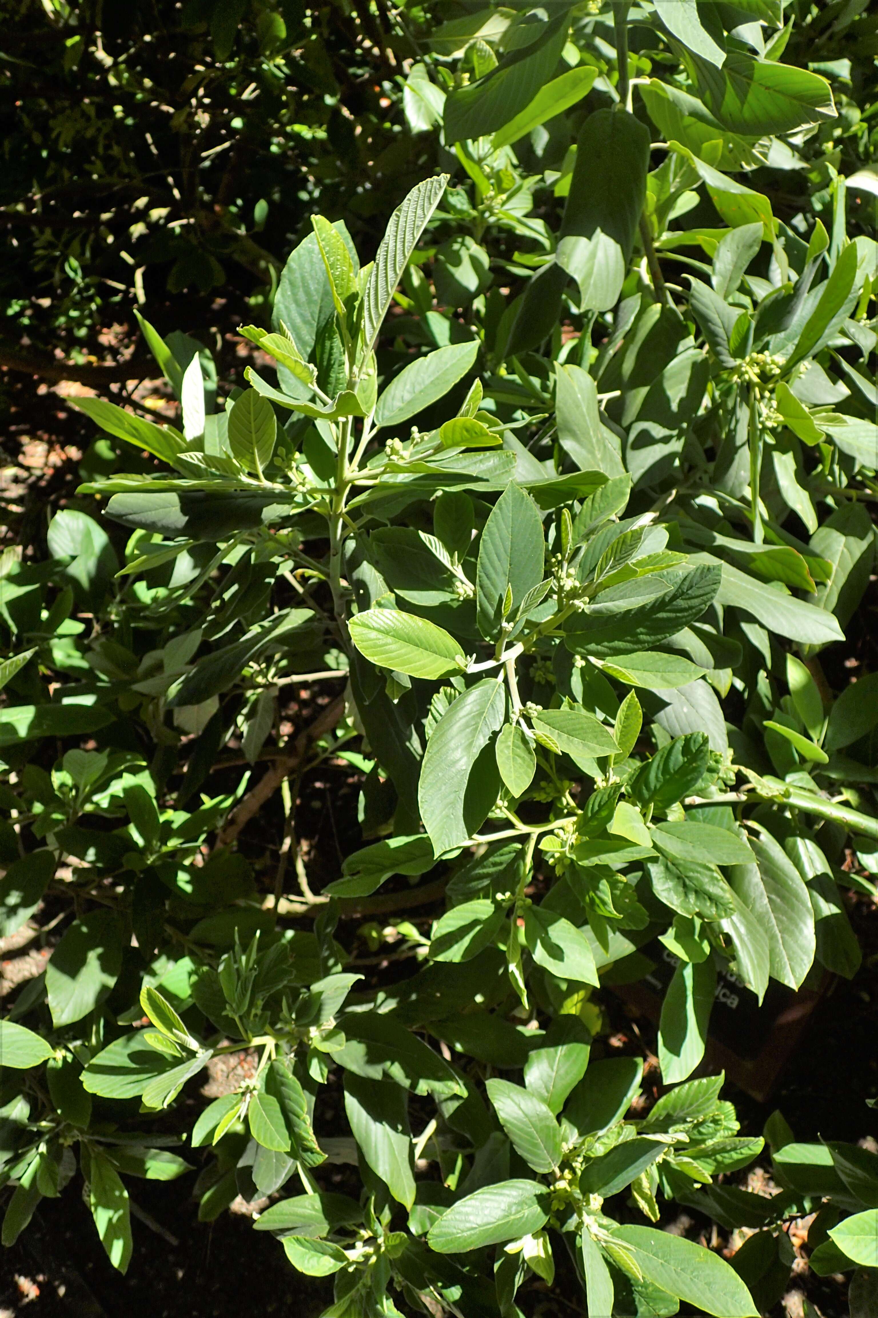 Image de Frangula californica (Eschsch.) A. Gray