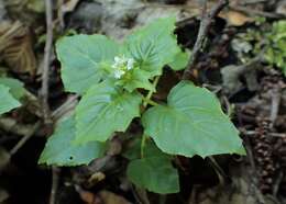 Image of Alpine enchanter’s-nightshade