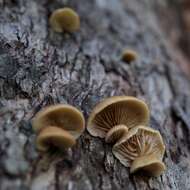 Image of Crepidotus mollis (Schaeff.) Staude 1857