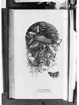 Image of Orgyia anartoides Walker 1855