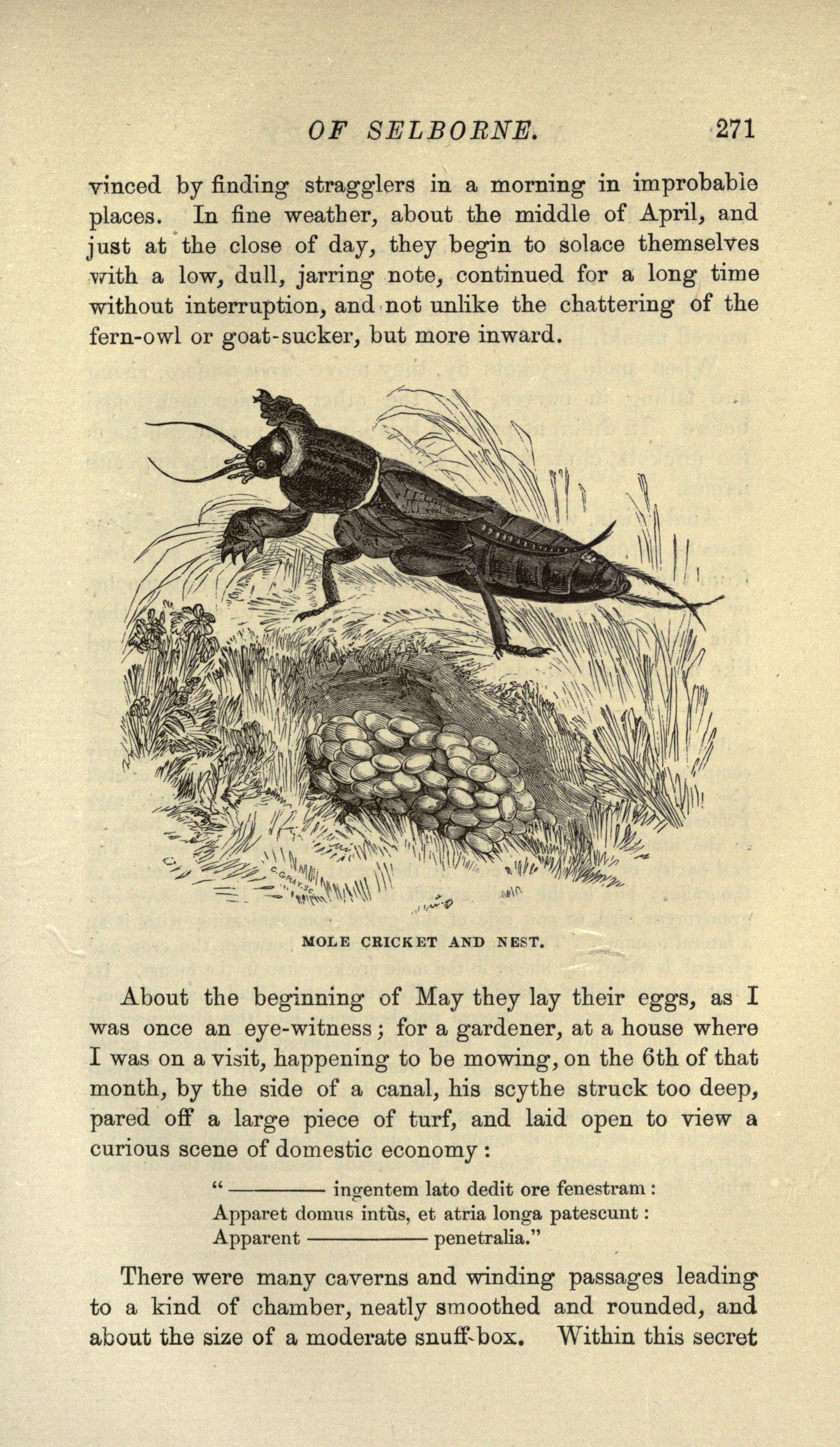 Image of European Mole Cricket