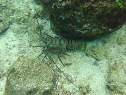 Image of Green Spiny Lobster