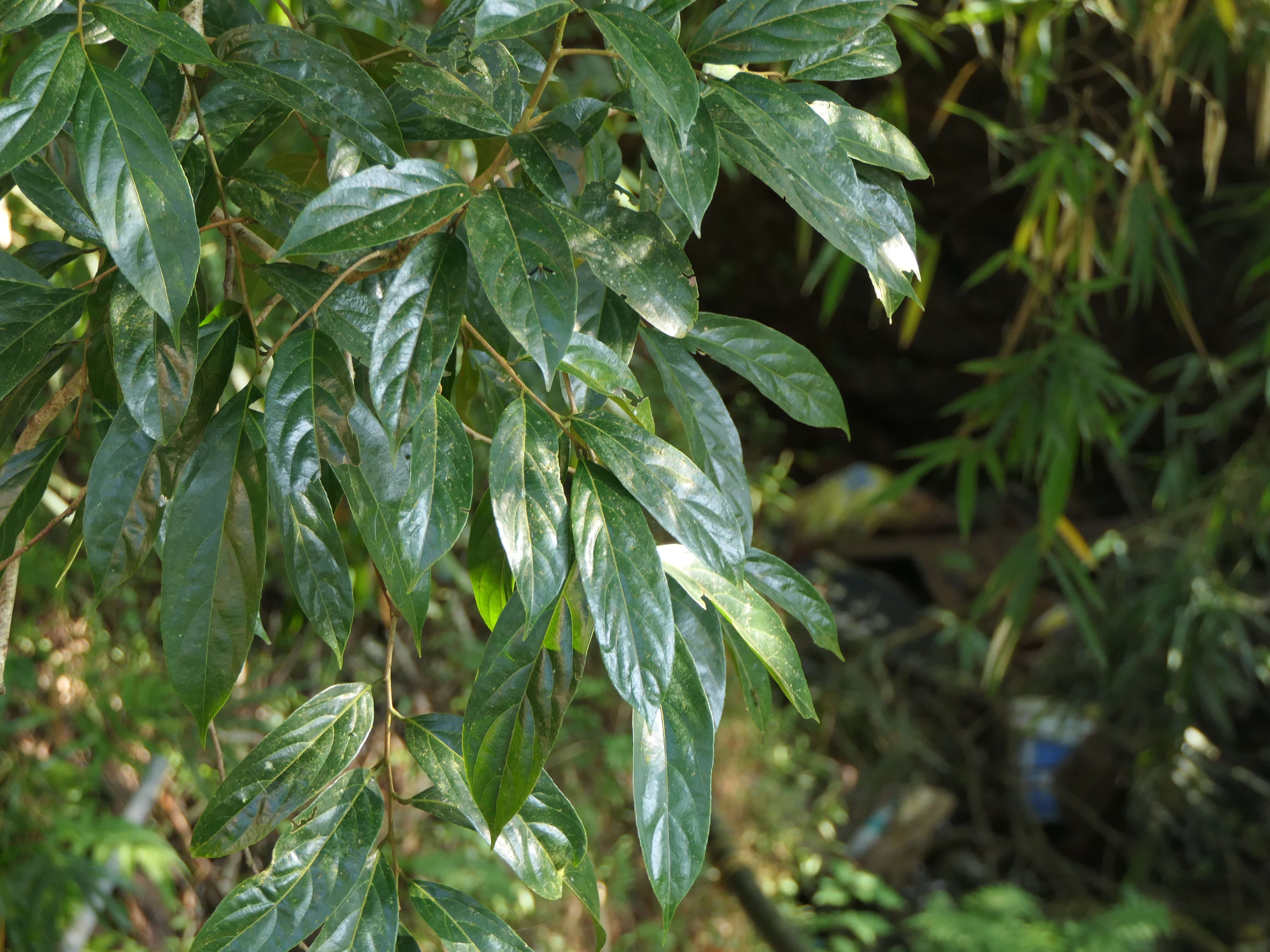 五蕊大风子的圖片