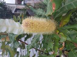 Image of Banksia dentata L. fil.