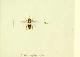 Image of Throat bot fly