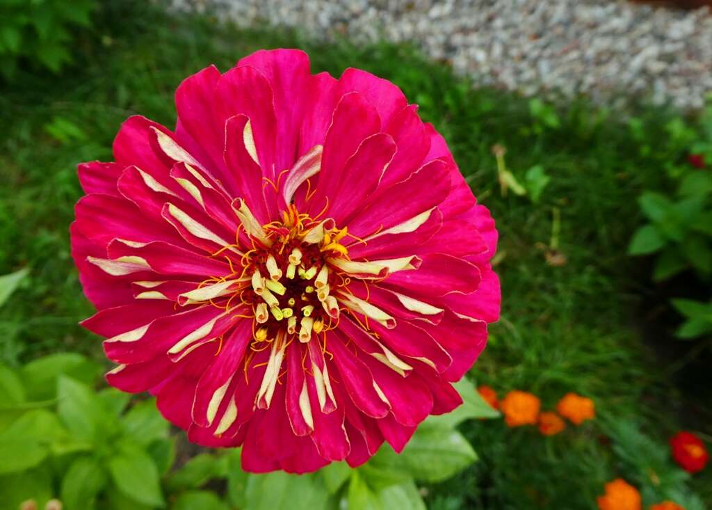 Imagem de Zinnia elegans Jacq.