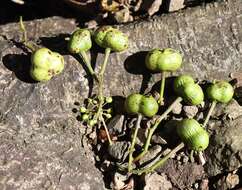 Image of Neoshirakia japonica (Siebold & Zucc.) Esser