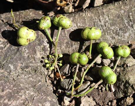 صورة Neoshirakia japonica (Siebold & Zucc.) Esser