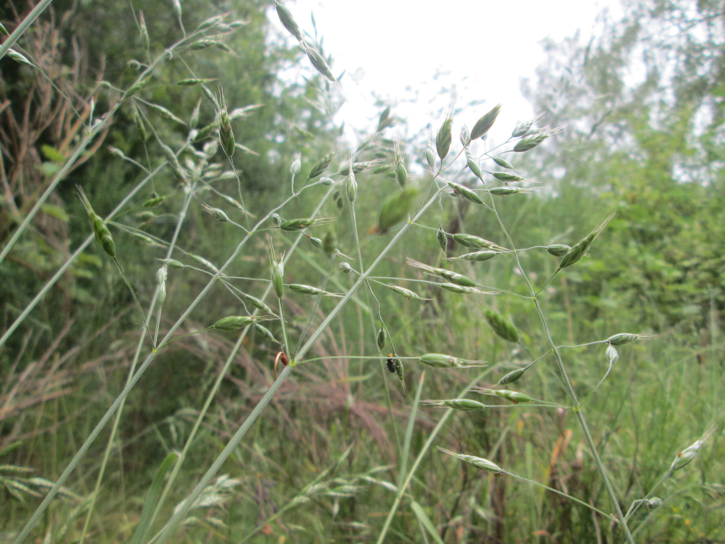 Image of erect brome