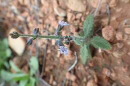 Image of Salvia spinosa subsp. spinosa