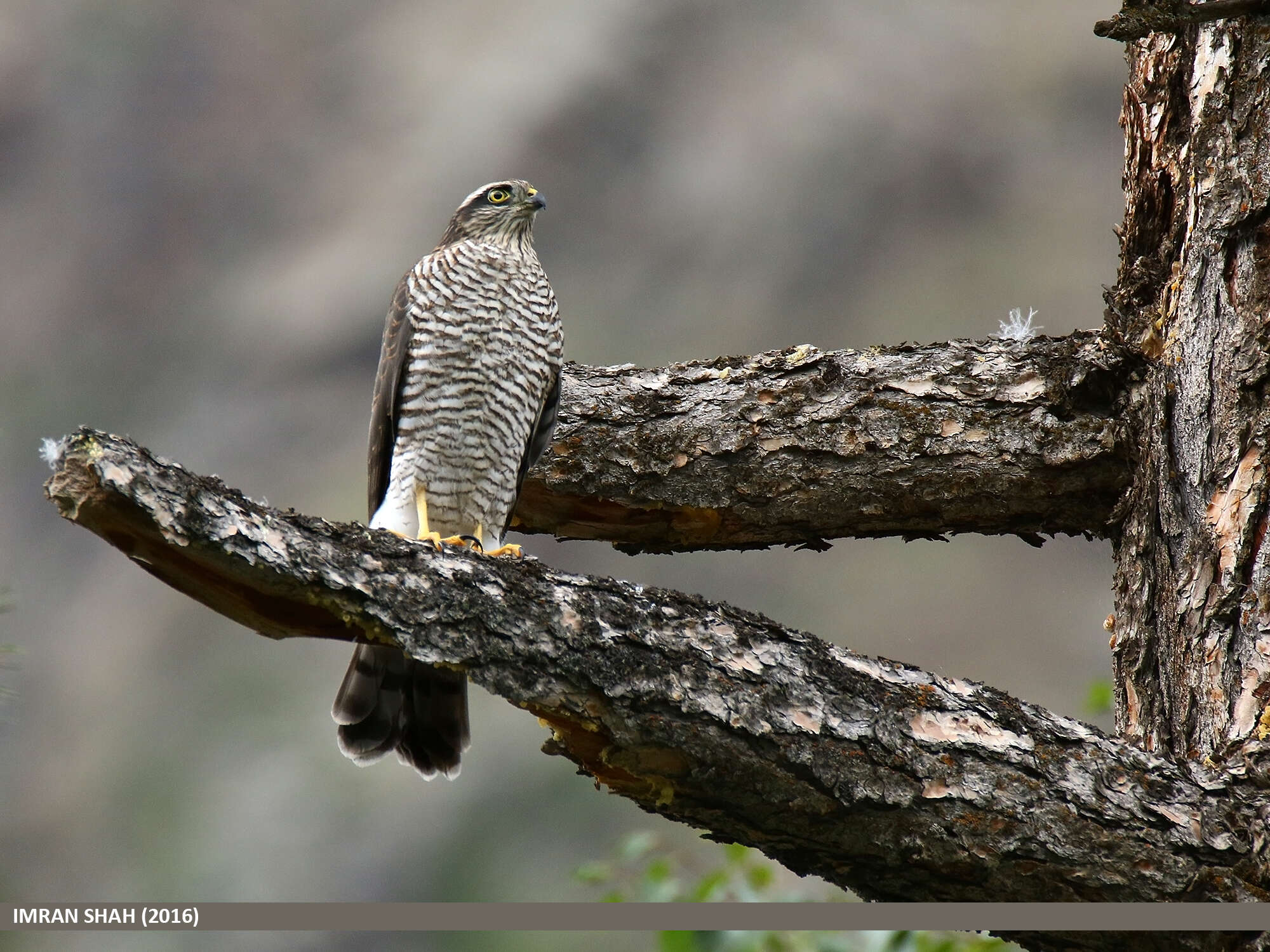 Image of Eurasian Sparrowhawk