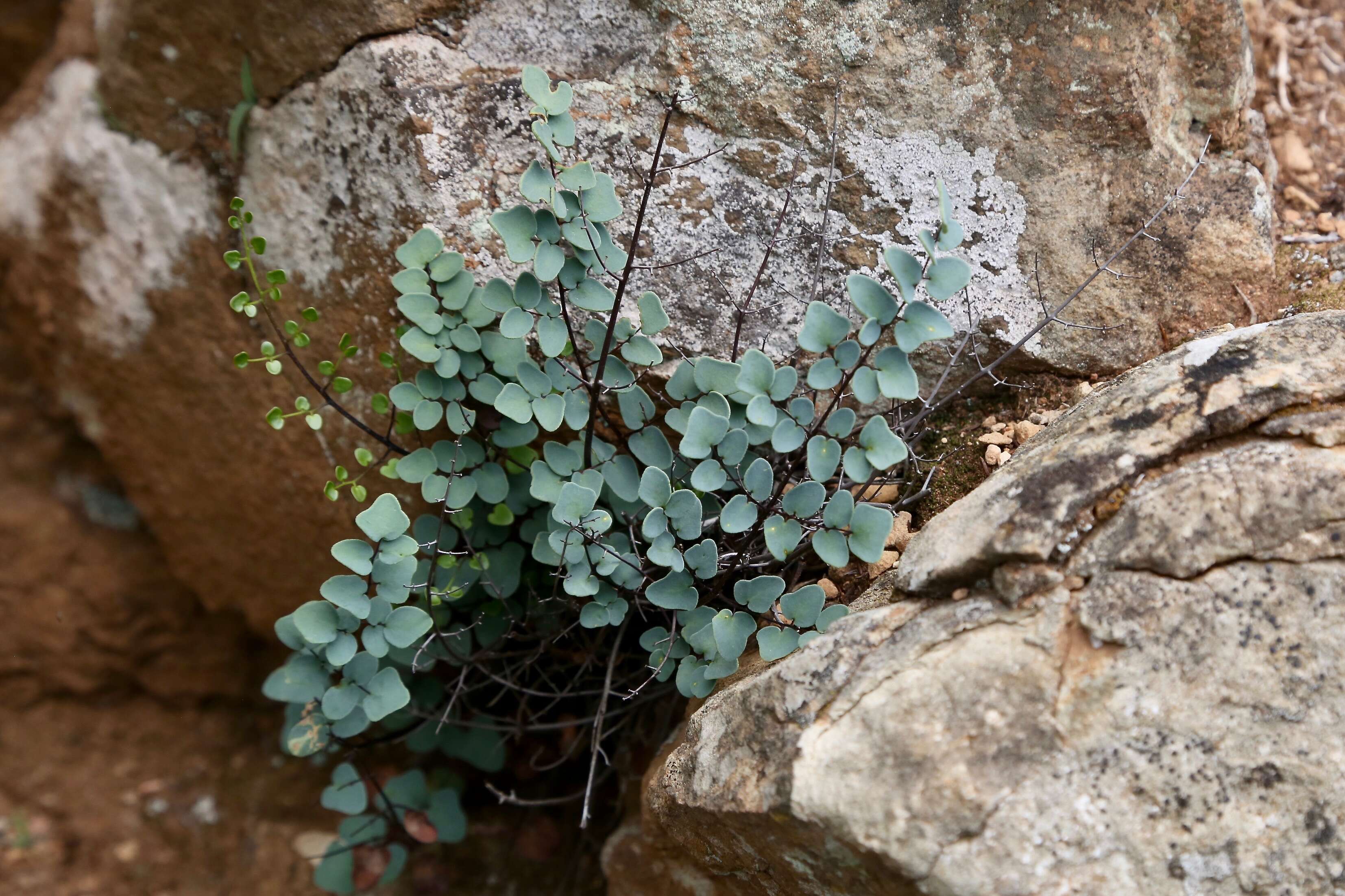 Слика од Pellaea calomelanos (Sw.) Link