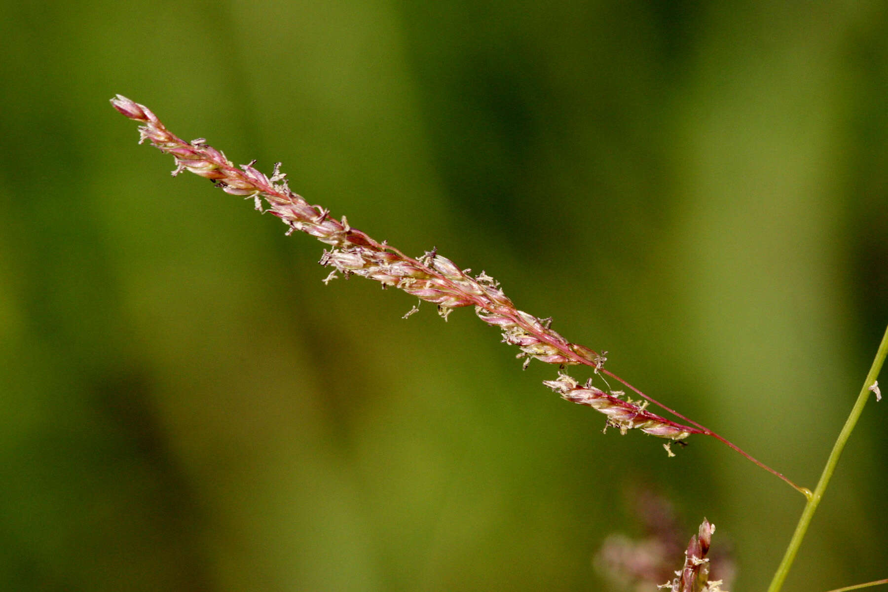 Imagem de Sporobolus cryptandrus (Torr.) A. Gray