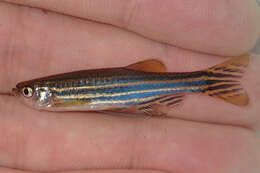 Image of Danio