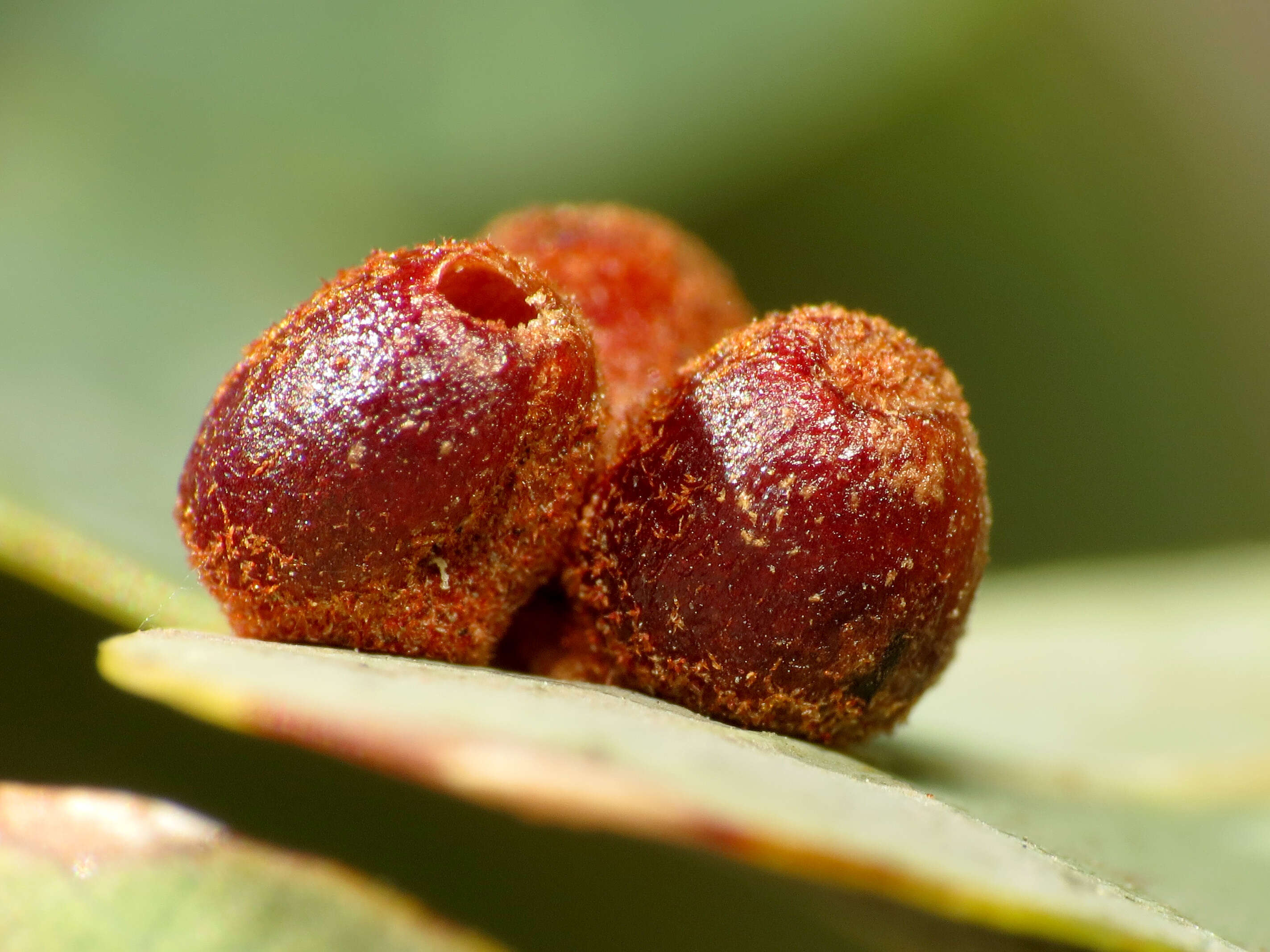 Image of Mexican Blue Oak