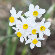 Image of cream narcissus