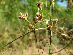 Image of Slender rush