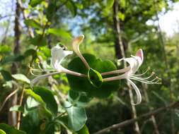 Image of Italian Honeysuckle