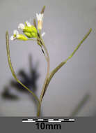 Image of Mouse-ear Cress