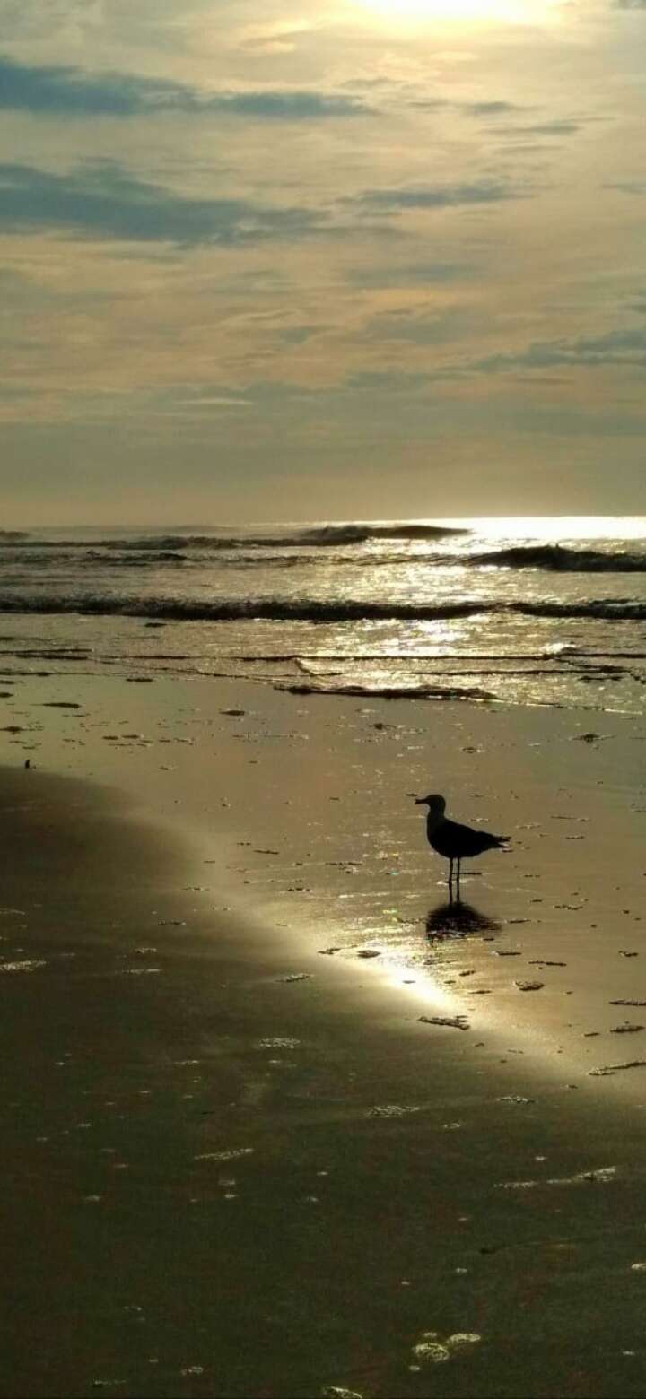 Image of Kelp Gull