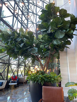 Image of fiddle-leaf fig