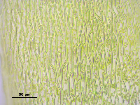 Image of Anomobryum julaceum W. P. Schimper 1860