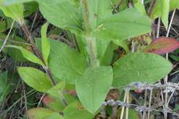 Image of night-flowering campion