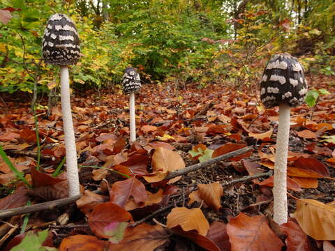 Imagem de Coprinopsis picacea (Bull.) Redhead, Vilgalys & Moncalvo 2001