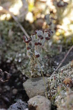 Image of cup lichen