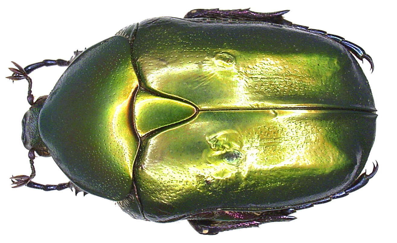 Image of Protaetia (Potosia) cuprea (Fabricius 1775)