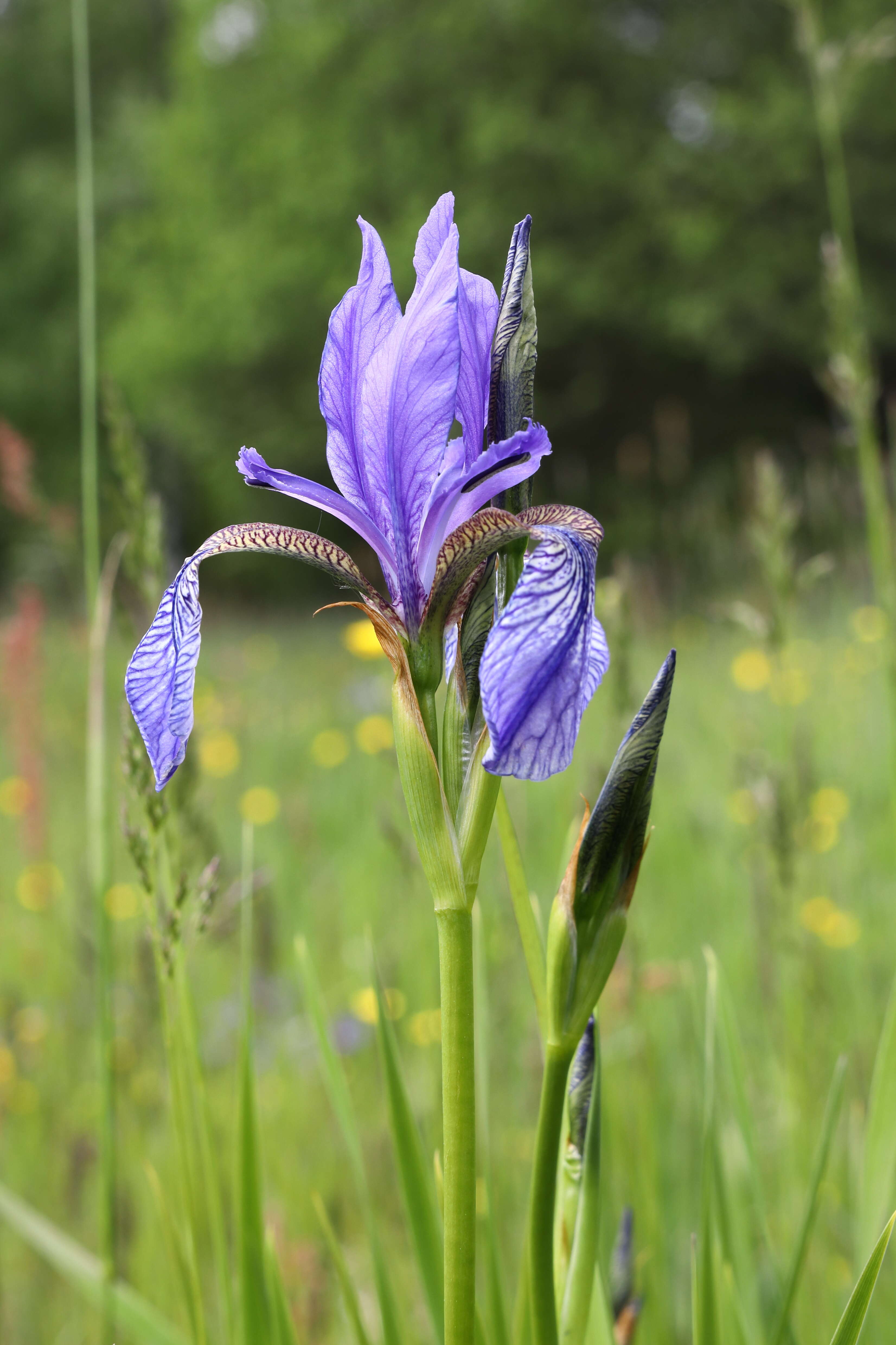 Image of German Iris