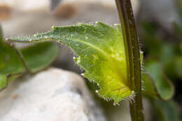 Image of Horned Rampion