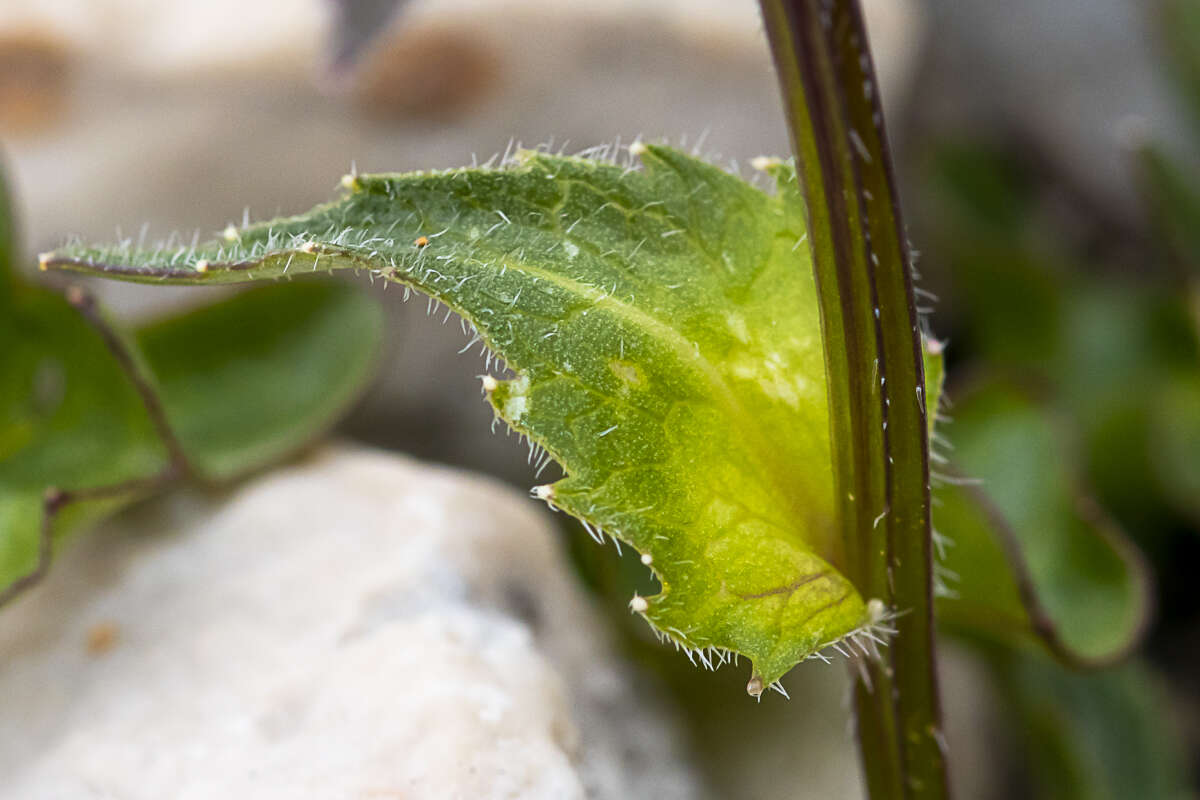 Imagem de Phyteuma sieberi Spreng.