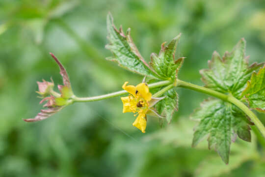 Image of Wood Avens