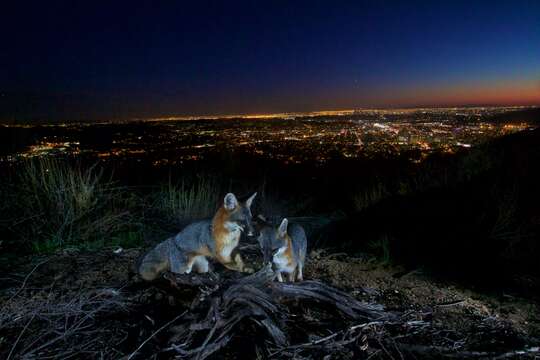 Image of Grey Foxes