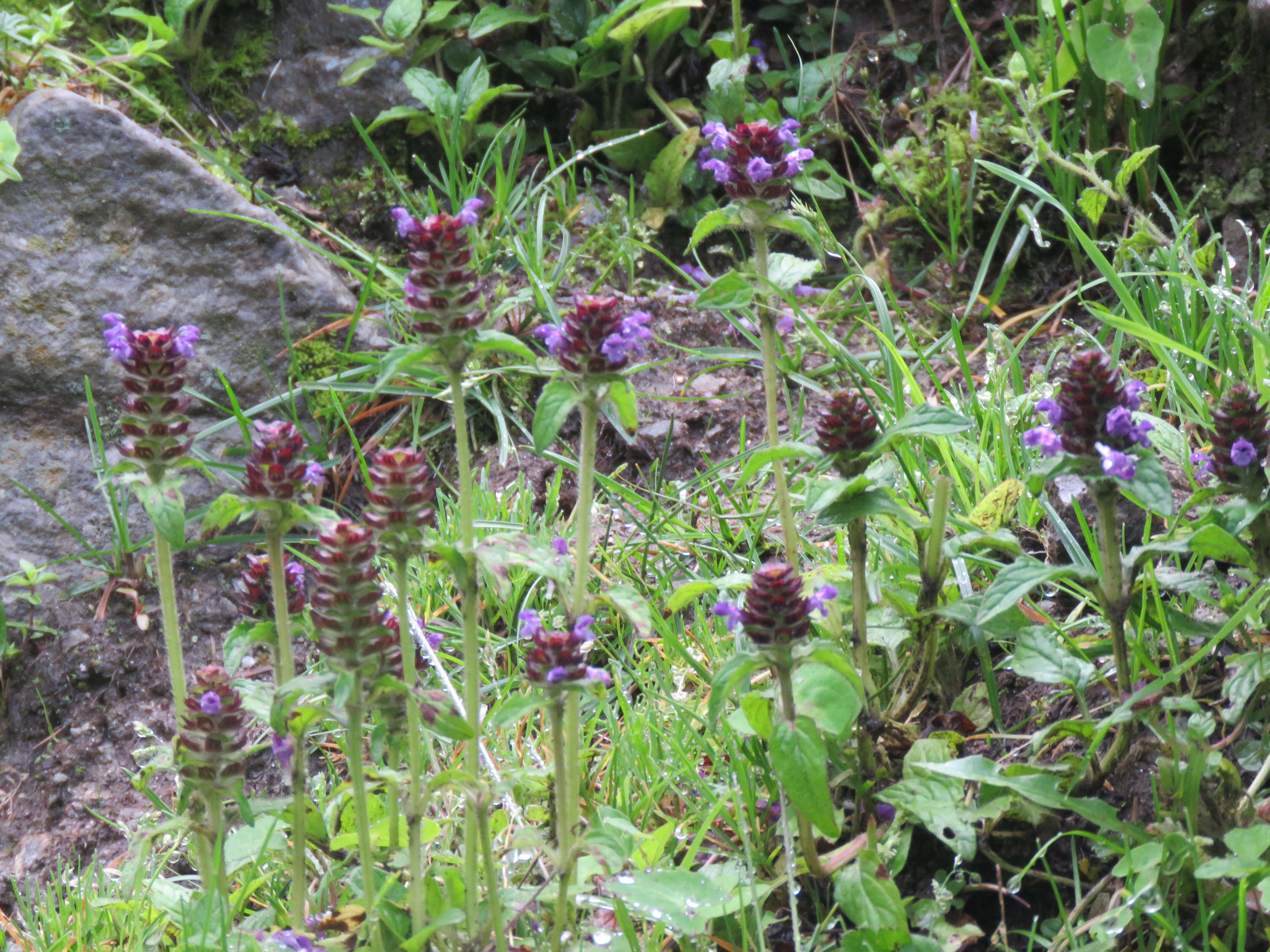 Image of common selfheal